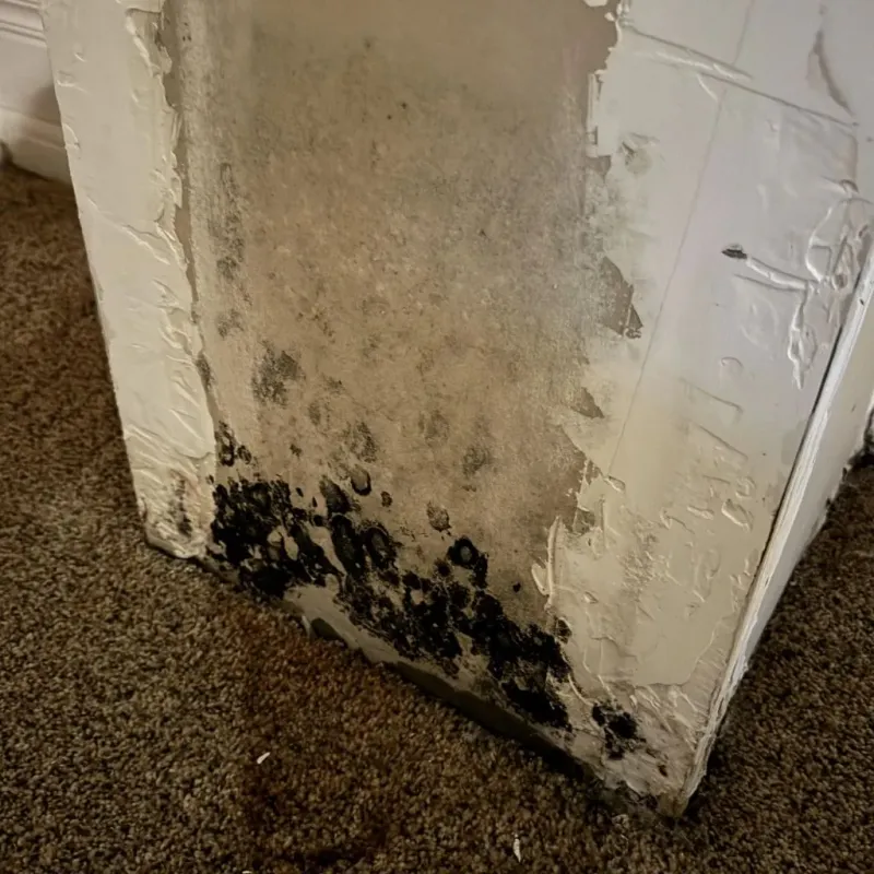 Professional Mold Removal in Okawville, IL